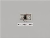 藏品(長毛長腳金龜)的圖片